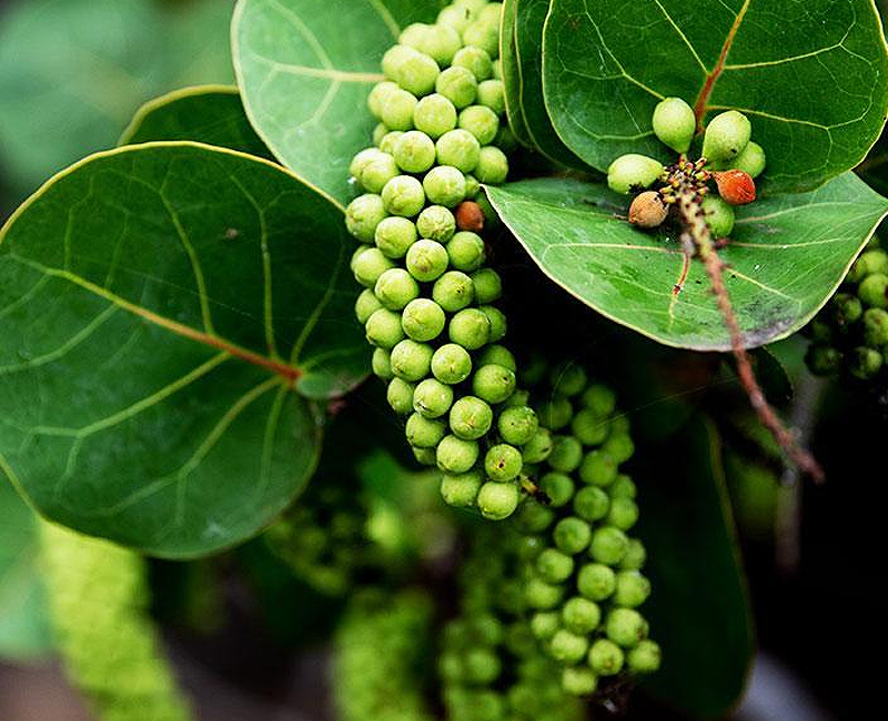 خدمة الجمعية الرابعة