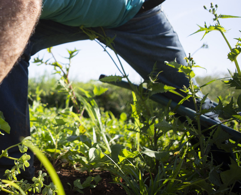 خدمة الجمعية الخامسة